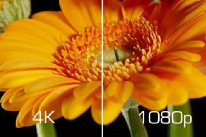 Blume halb in Full HD, halb in 4K